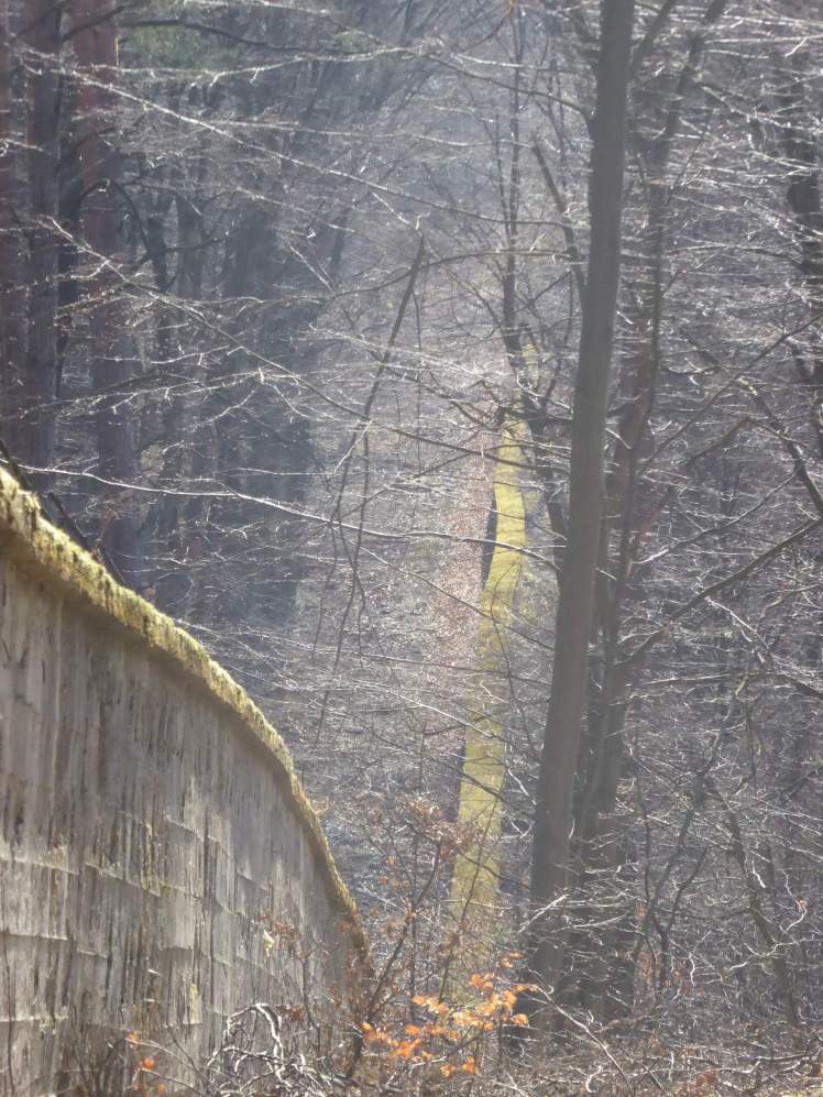 40 Mauer, bemoost – es geht bergauf 2