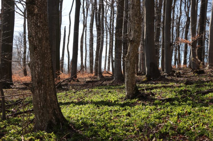 63 Bärlauchwald auf dem Weg zum Dreihufeisenberg-Gipfel 2