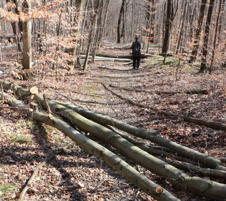 73 Abschneider Serpentinenstraße Holzbarrieren 2