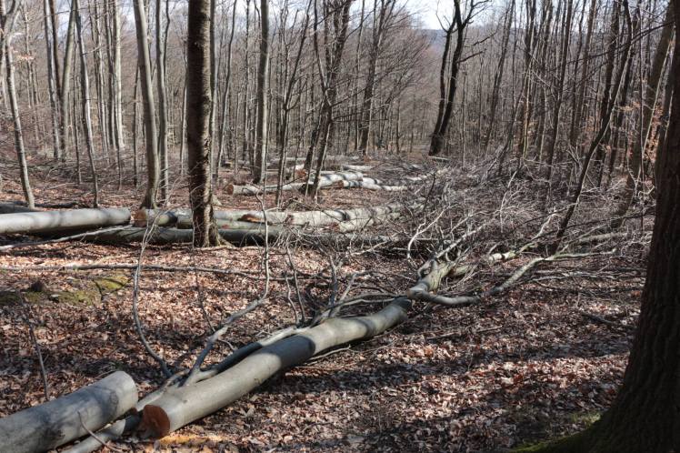 74 Abschneider Serpentinenstraße Holzbarrieren 3