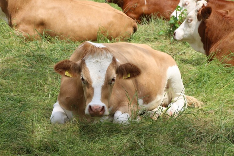 18 gewaltbereite Kuh