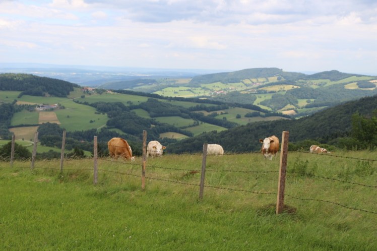 29 Kühe und Landschaft