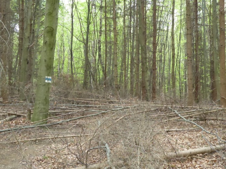 29 Wanderweg im Holzfällerchaos 1