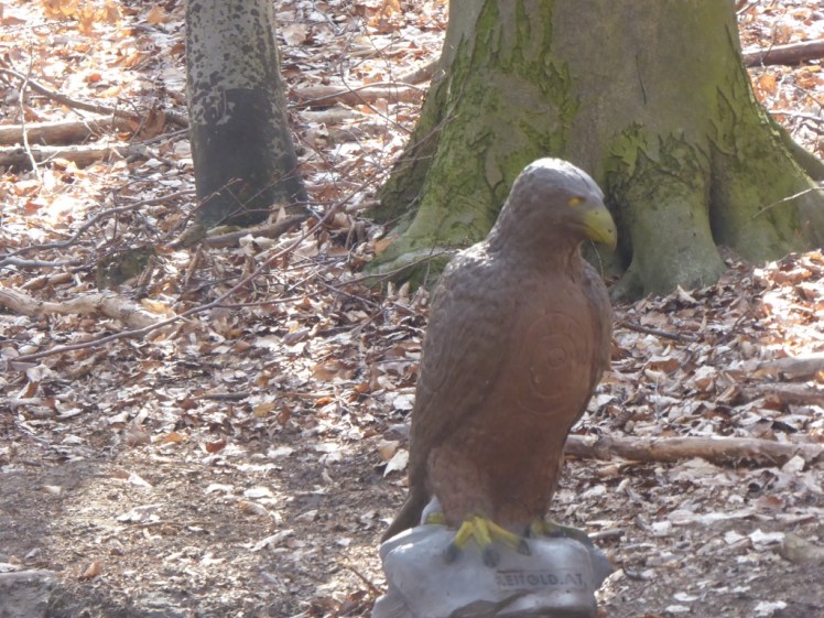 35 Wald Richtung Hintersdorf Bogensport 2