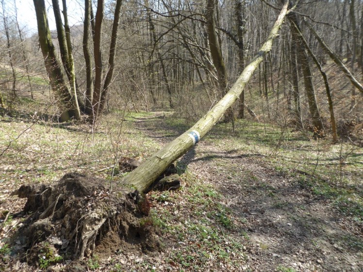 47 Abstieg von Haselbacher Straße gestürzte Markierung