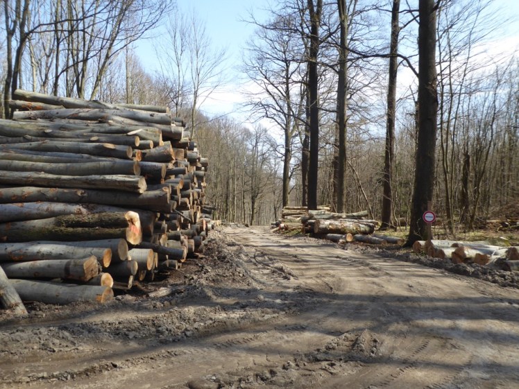 60 Eichenhain bis Windischhütte zerstört 9