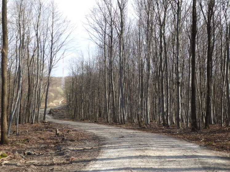 64 Windischhütte Richtung Weidlingbach Zerstörungen 3
