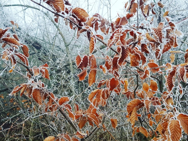 IMG_20180127_200033_381