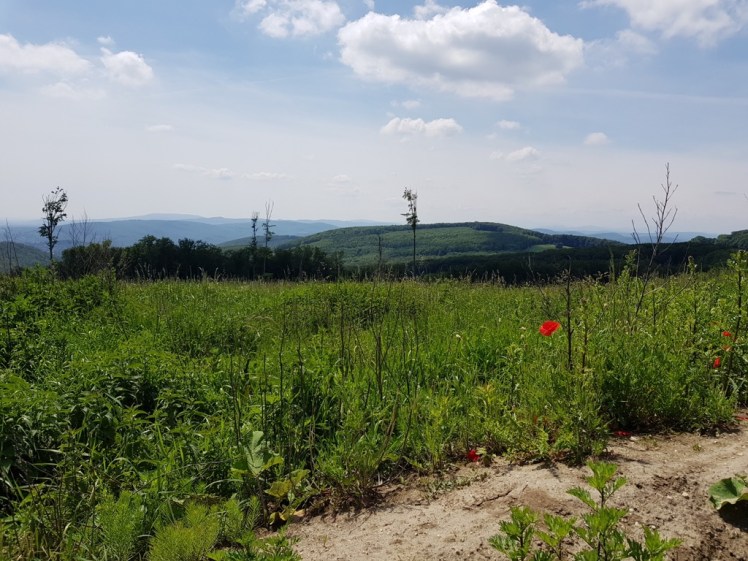 10 Fernblick mit Mohnblumen