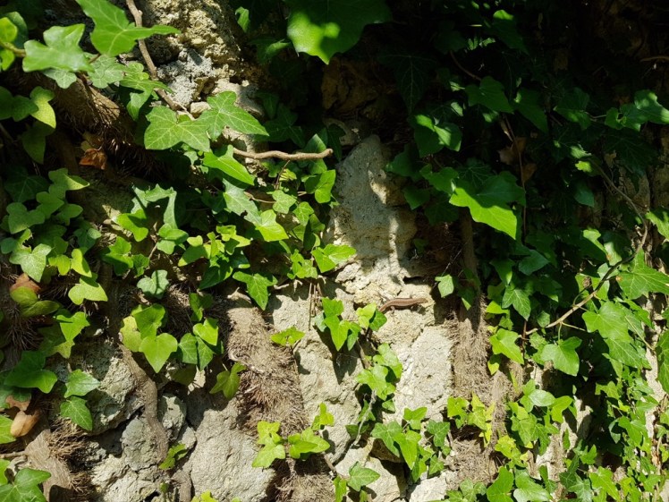 17 Ruine Rauheneck Impressionen 3