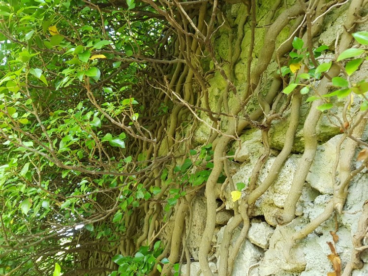 53 Ruine Rauheneck Impressionen 29