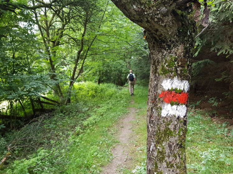 06 erstes Waldstück 2