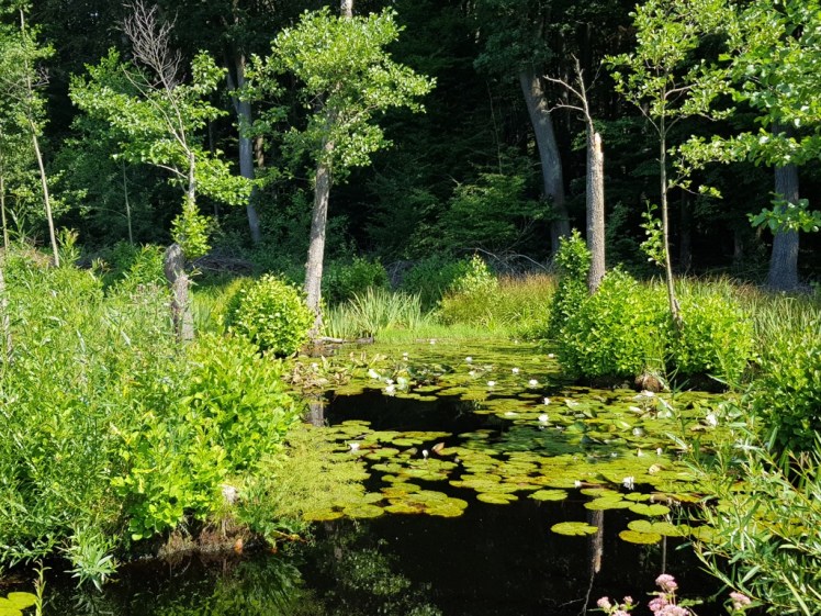 06 Tümpel bei Kreuzung mit WWW 04_2