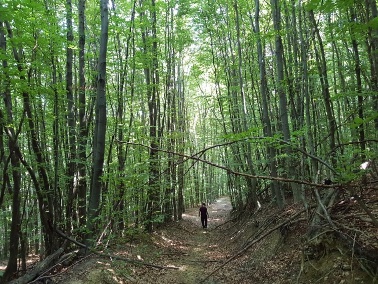 12 Hohlweg auf dem Weg zum Fink in der Aus