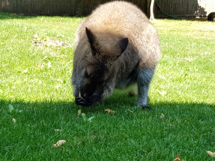 13 Känguruhs am Harzberg 2