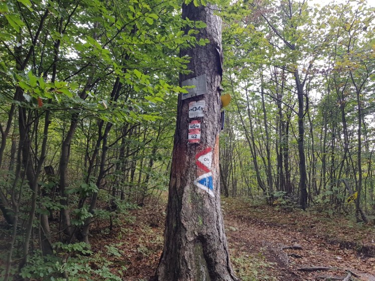 40 Baum Abzweigung Baden verwirrende Markierungen 6