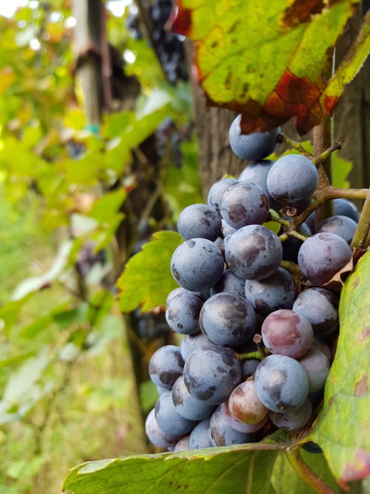 53 blaue Trauben bei Sooß 3