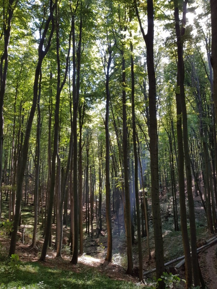 02 Talsohle vor Anstieg auf Troppberg