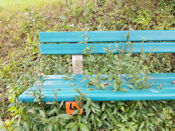 05 überwachsene Bank mit Wegweiser