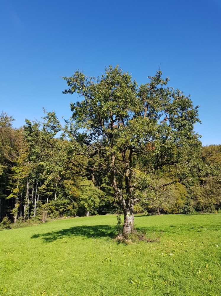 08 Wiese mit Birnbaum und Pfeil (statt Fichte)