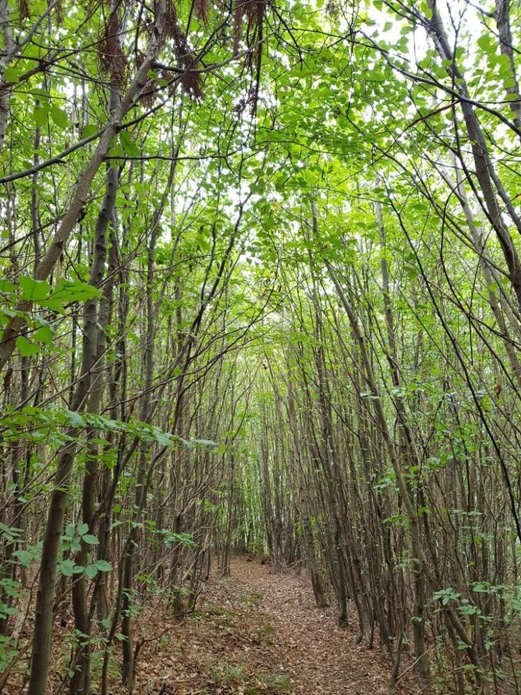 21 Aufstieg von Buchelbach_Jungwald 1