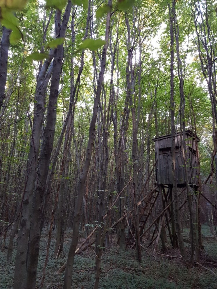 26 Waldstück nach Allhang 1