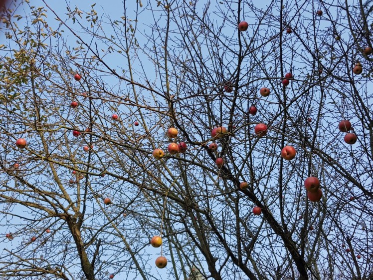 31 spätherbstlicher Apfelbaum 2