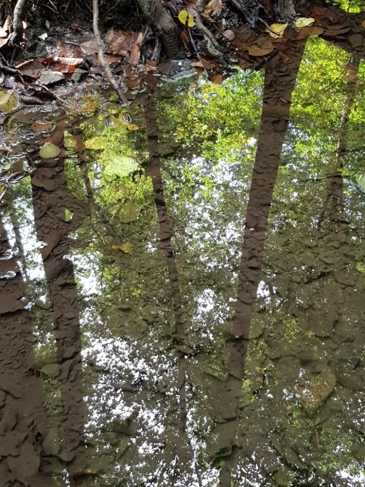 32 Waldspiegelung in Lacke