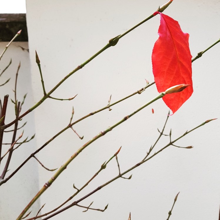 36 einzelnes rotes Herbstblatt bearbeitet