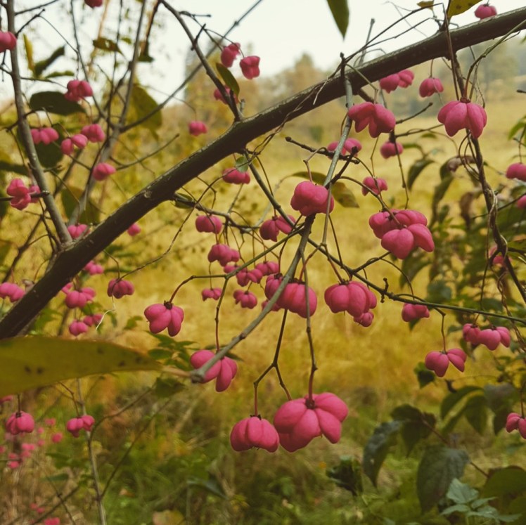 38 Pfaffenkapperln 2