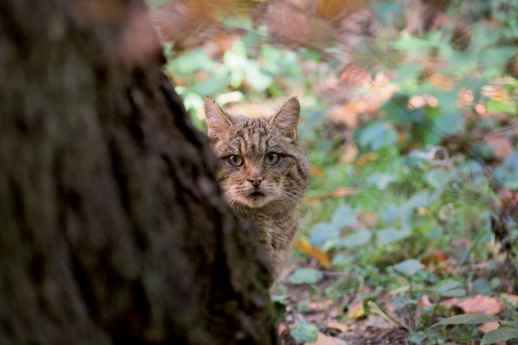 Wildkatze-hinterm-Baum_BR_NPThayatal_D-Manhart