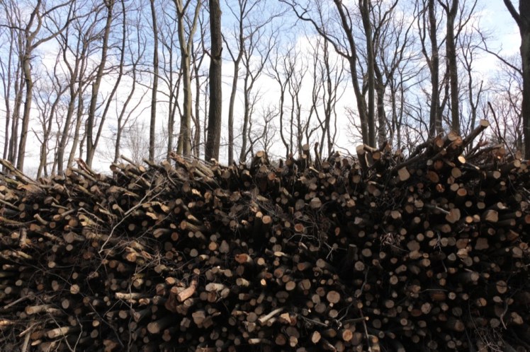 38 Holzstoß, dahinter Tiergartenbäume.JPG