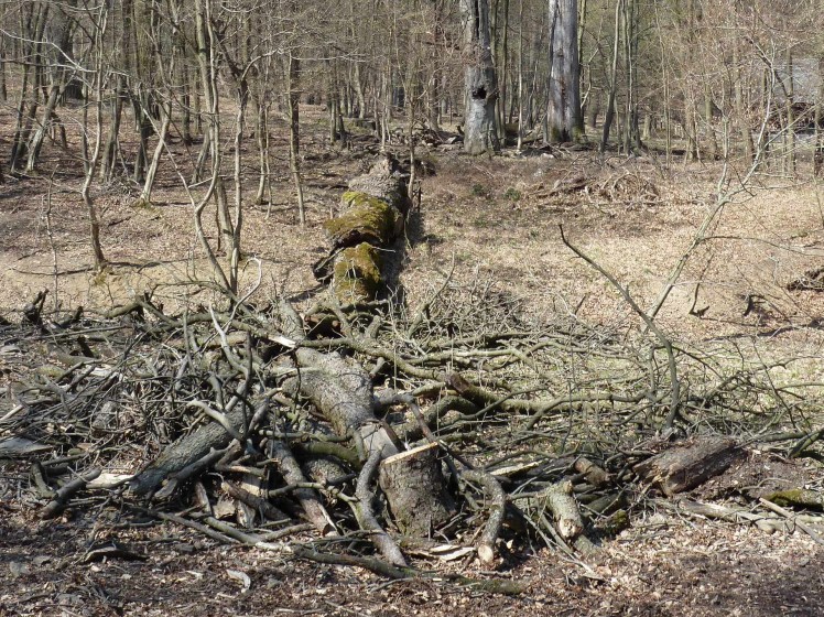 110403-typischer tiergartenwd