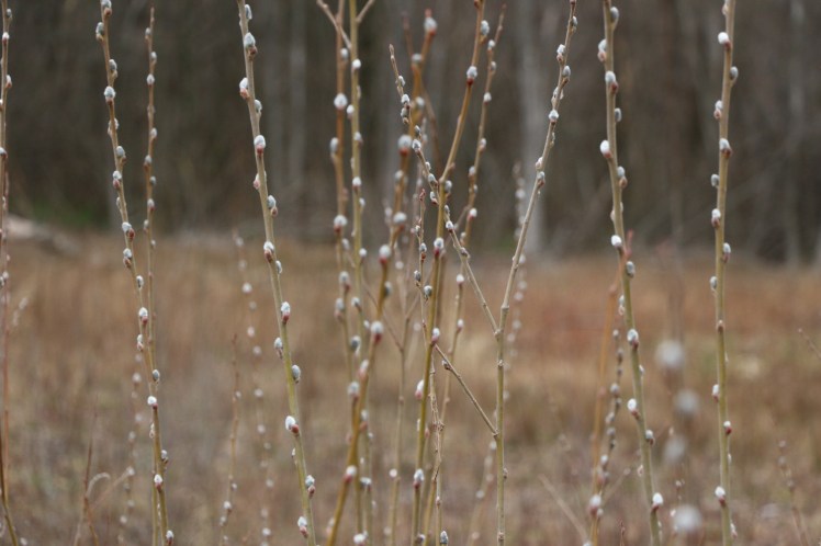 18 Palmkatzerln Hochspannungsschneise 3