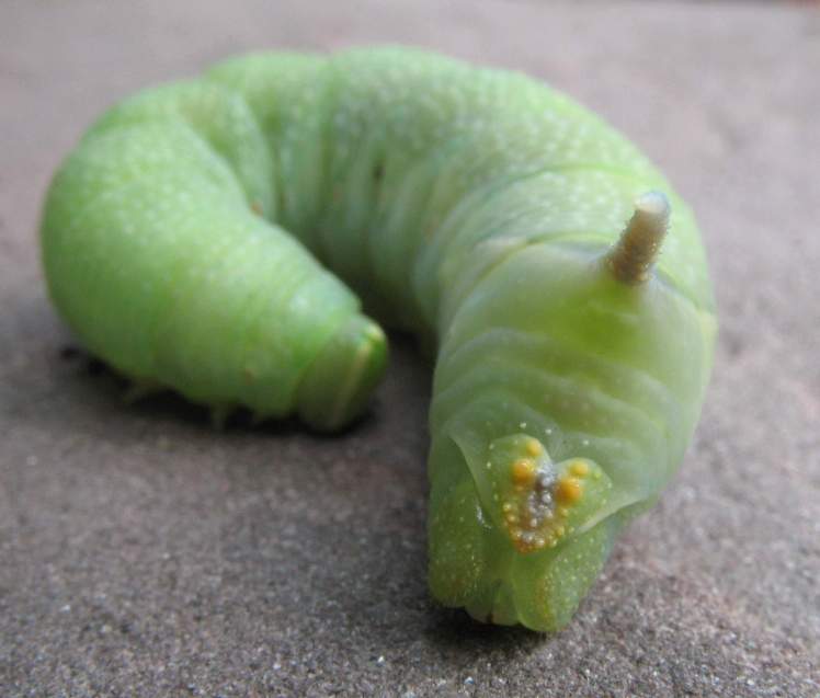 2006-08-03,03,_Raupe,_Hinterteil