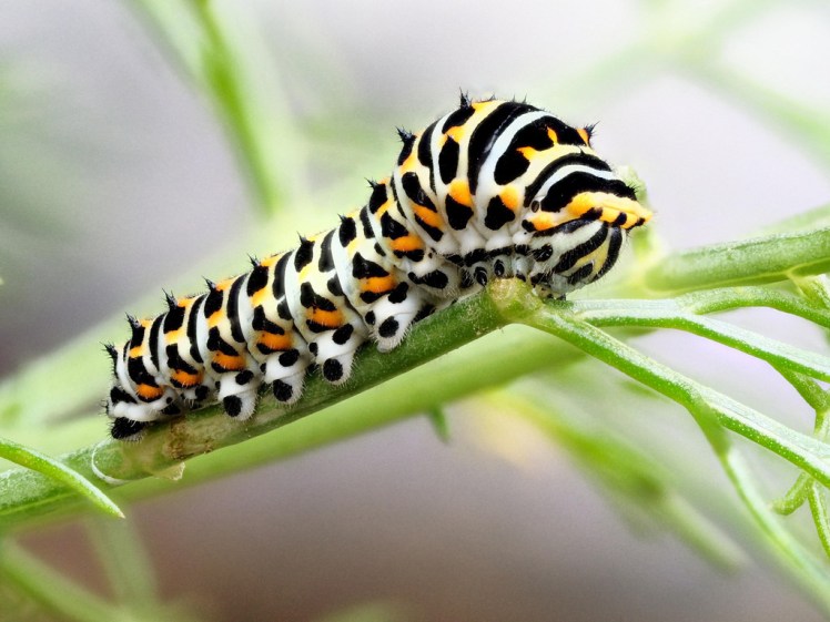 34983381991_2e98798300_b