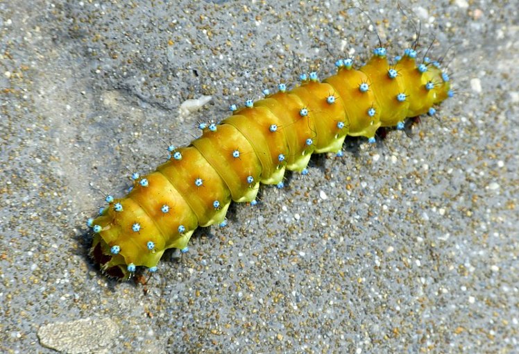 800px-Wiener_Nachtpfauenauge_(2)