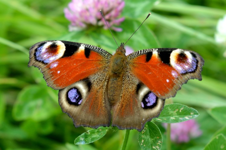 FFH_Beuster_-_Tagpfauenauge_(2)