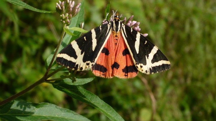 Jersey_Tiger_Russischer_Bär_(3834761516)