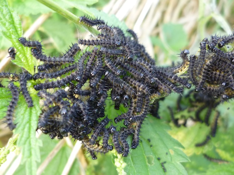 Tagpfauenauge-Kleine_Raupen