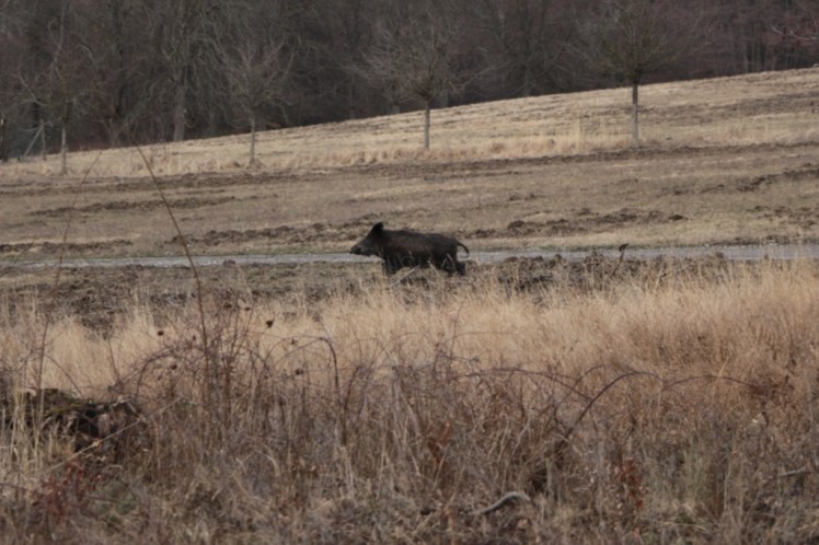 14 rasendes Wildschwein