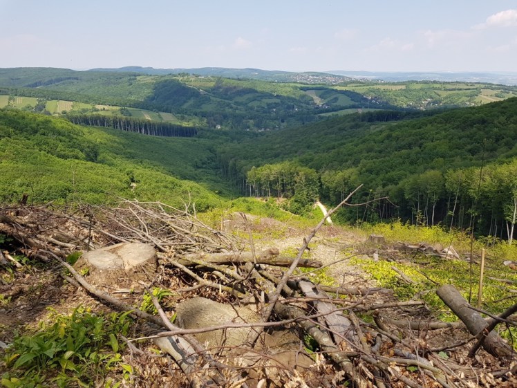 12 Weg zum Agnesbründl.jpg
