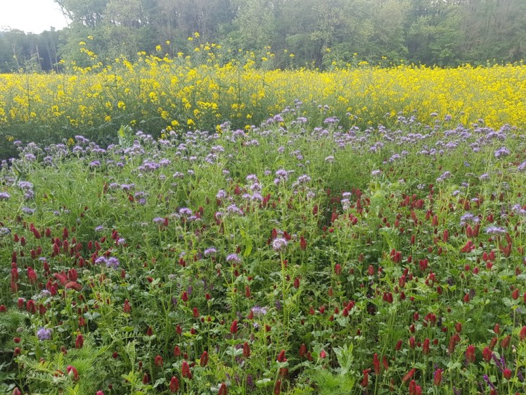 13 Raps Wiese Hohenau 3