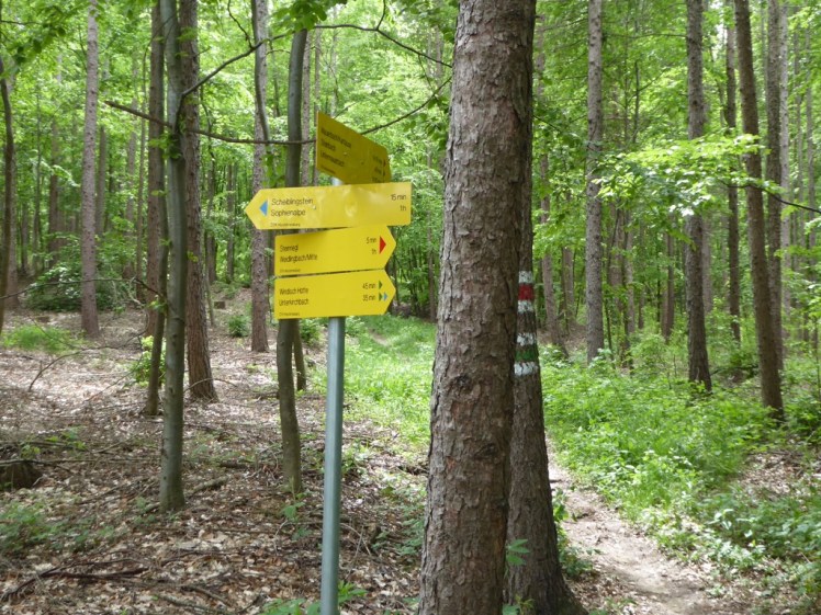 21 neue Abzweigung im Wald nach Steinriegl