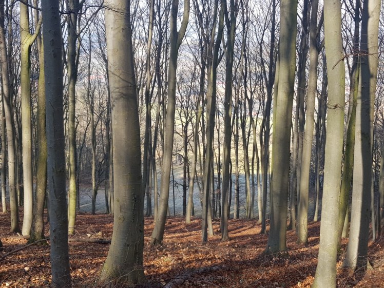 05 Wald beim Weg nach Haag