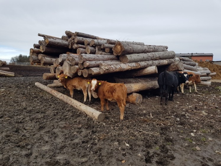 07 Holzstoß mit Kühen_Hochroterd