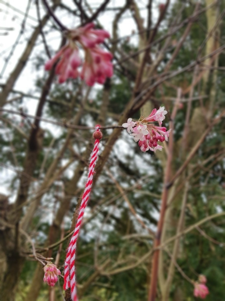 16 frühe Marteniza