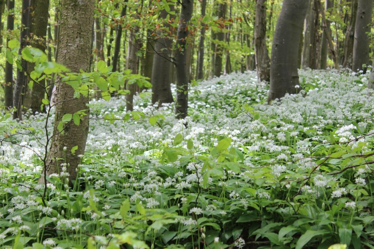 18 Bärlauchblüte 2.JPG