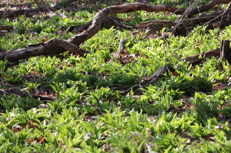 64 Bärlauchwald auf dem Weg zum Dreihufeisenberg-Gipfel 3.JPG