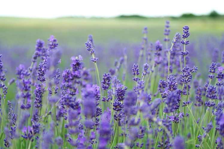 lavender-field-1031258_1920.jpg